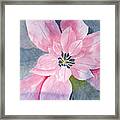 Wip Poinsettia Watercolor Negative Painting Framed Print