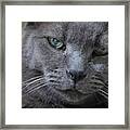 Wise Old Cat Framed Print