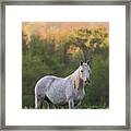 With The Spirit Of The Wild Framed Print