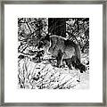 Wolf In The Snow Framed Print