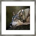 Wolf Watch Framed Print
