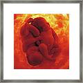 Womb Series #9 Framed Print