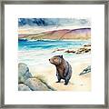 Wombat At Beach Framed Print