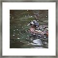 Wood Duck Female Framed Print