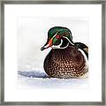 Wood Duck In Snow Framed Print