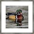 Wood Duck On Pond Framed Print