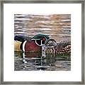 Wood Duck Pair Framed Print