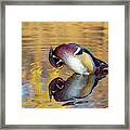 Wood Duck Preening With Reflections Framed Print