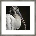 Wood Stork Framed Print