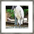 Wood Stork Framed Print