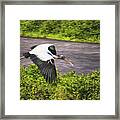 Wood Stork Framed Print