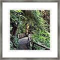 Wooden Bridge On A Firest Hiking Trail Framed Print