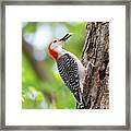 Woodpecker Cache And Carry Framed Print