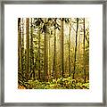 Woods In Autumn Framed Print