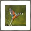 Kingfisher...working Hard For My Supper Framed Print