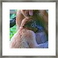 World's Weirdest, Proboscis Monkeys Framed Print