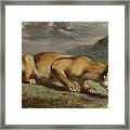 Wounded Lioness Framed Print