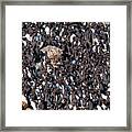 Yaquina Head Murre Colony Framed Print