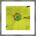Yellow African Daisy Flower Framed Print