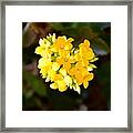 Yellow Allegria Framed Print