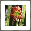 Yellow And Red Amaryllis Framed Print