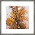 Yellow Autumn Framed Print