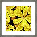 Yellow Autumn Leaves Framed Print