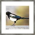 Yellow-billed Magpie Framed Print