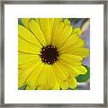 Yellow Bright Flower Framed Print