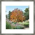Yellow Buckeye Tree And Ornament Grasses In Autumn Framed Print