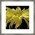 Yellow Chrysanthemum Framed Print