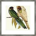 Yellow-collared Parakeet Framed Print
