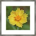 Yellow Coreopsis Daisy Framed Print