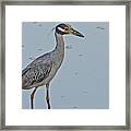 Yellow-crowned Night-heron - 2866 Framed Print