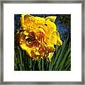 Yellow Daffodil 4 Framed Print
