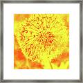 Yellow Dandelion On Orange Framed Print