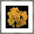 Yellow Desert Bouquet Framed Print