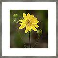 Yellow Flower Framed Print