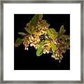 Yellow Flowers In The Dark Framed Print