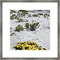 Yellow Flowers On The Beach Chile Framed Print