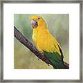 Yellow Green Parrot Bird 82 Framed Print