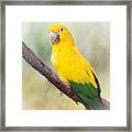Yellow Green Parrot Bird 83 Framed Print