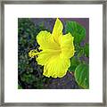 Yellow Hibiscus 24741 Framed Print