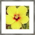 Yellow Hibiscus Blossom Brightens The Day Framed Print