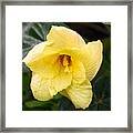 Yellow Hibiscus. Nature Of Flowers. Framed Print