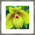 Yellow Lady Slipper Orchid Framed Print