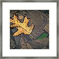 Yellow Leaf Floating Above Stones Framed Print