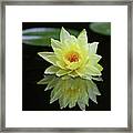 Yellow Lily Reflection Framed Print