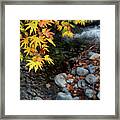 Yellow Maple Leaves On A Tree Above A River  From The Beautiful Framed Print