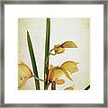 Yellow Orchid Framed Print